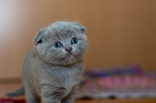 Cute Baby Cat With Lazy Eye