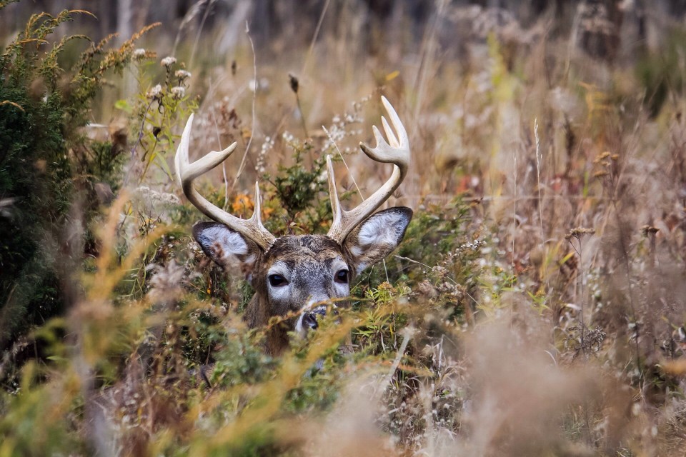 A Deer Hiding In The Grass, For Article When Does Deer Season End In Alabama 