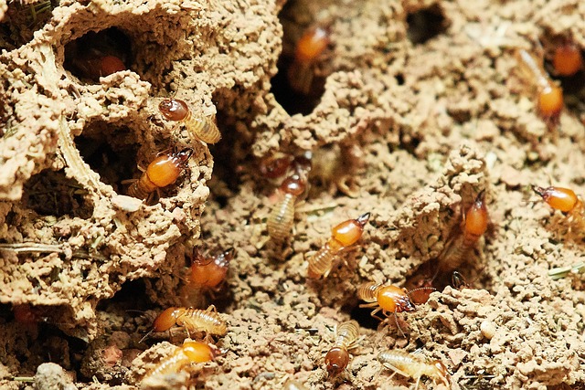Termites For Post What You Need To Know When Selling A House With Termite History 